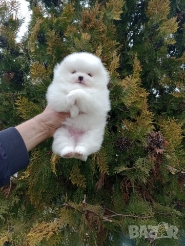 Женски бял Померан. Реални снимки от 28.02.26 г. 