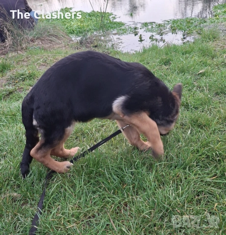 Чистокръвна немска овчарка