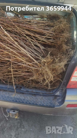 🌱 Качествен Разсад Ягоди и Малини – Директно от Производител!, снимка 7 - Разсади - 53638366