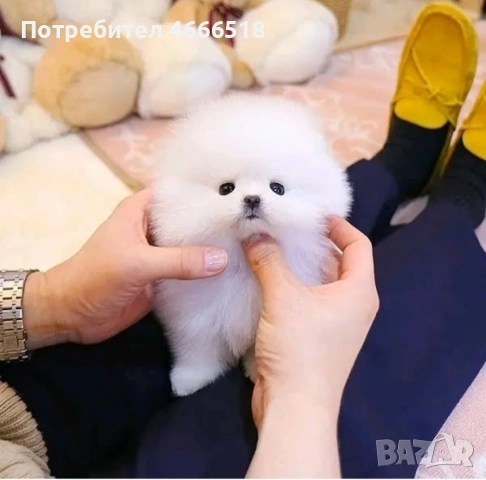 Мини померан, снимка 7 - Померан - 53485884