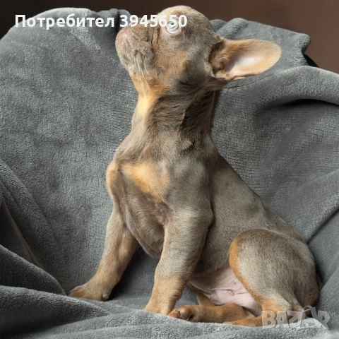 Изабела тен френско момче 