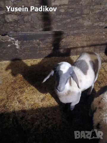 агнета, снимка 3 - Овце - 53632195