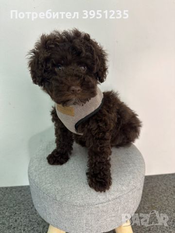  ТОЙ ШОКОЛАД ПУДЕЛ/ TOY POODLE , снимка 2 - Пудели - 44589246