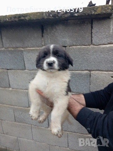 Каракачанки останаха мъжки кутрета