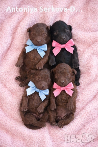 Пудел Мини/Poodle Mini