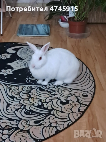 Подарявам декоративно зайче , снимка 13 - Декоративни зайчета - 53586707