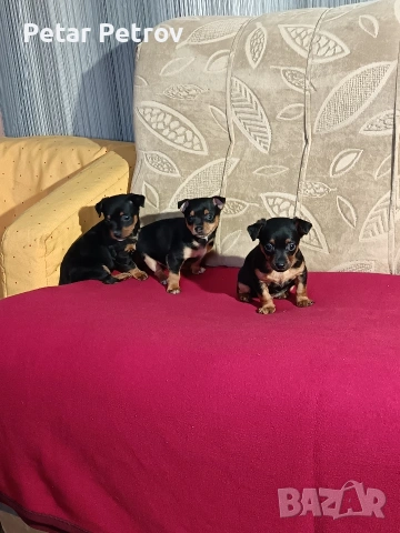 Пинчер мини , снимка 15 - Пинчер - 53690500