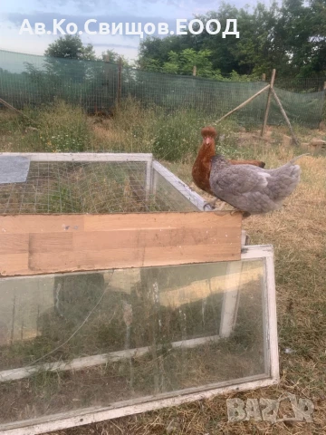 Ярки , снимка 1