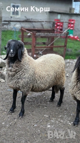 Плевенски черноглав коч, снимка 2 - Овце - 54004014