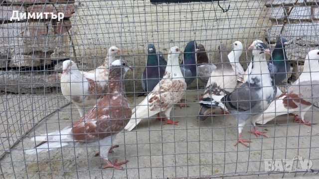 Продавам гълъби Пощенски  , снимка 4 - Гълъби - 53144100