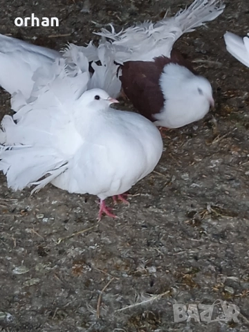 фенерли за продаване или бартер , снимка 11 - Гълъби - 52361365