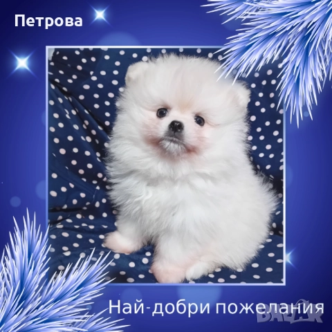 Мини померанче момченце