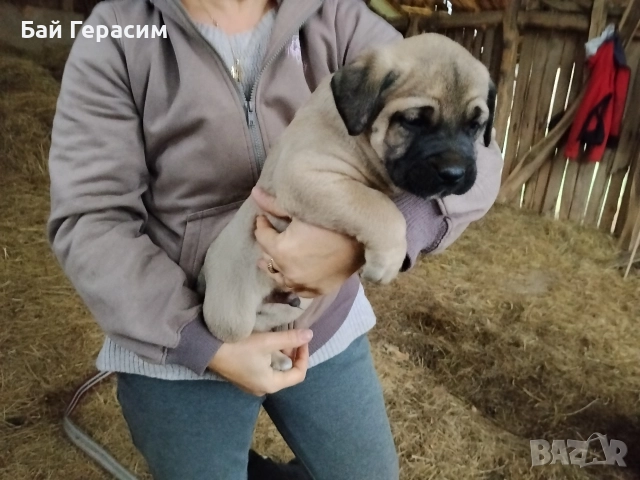 кученца кръстоска кане корсо-алабай, снимка 5 - Други - 52586787