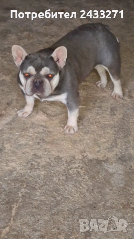 Френски булсог, снимка 4 - Френски булдог - 52860240
