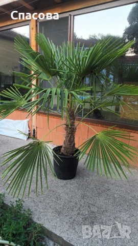 Зимна /студоустойчива/ палма Трахикарпус, снимка 2 - Градински цветя и растения - 50691027