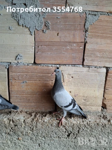 Продавам спортни гълъби , снимка 11 - Гълъби - 50497845