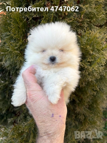 Померан мъжки, снимка 2 - Померан - 53666091