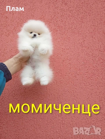 Бели мини Померани. Реални снимки от 04.04.26 г. , снимка 2 - Померан - 54049700