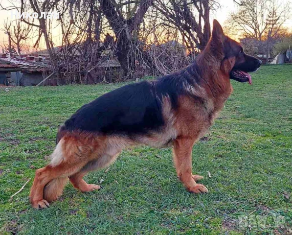 Малки мъжки немски овчарки, снимка 1