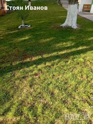 Косене на трева и райграс , снимка 2 - Други услуги - 45240191