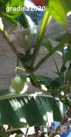 Пепино -Пъпешово дърво СЕЗОННА РАЗПРОДАЖБА !!!, снимка 5 - Разсади - 50425686