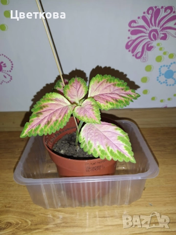 5 различни копривки, снимка 4 - Стайни растения - 52950188