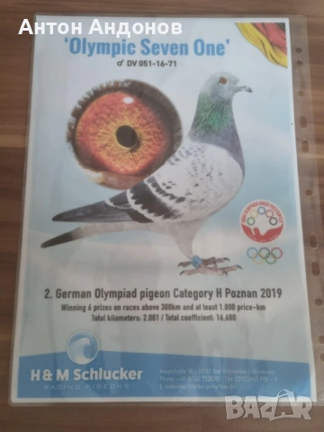 Спортни гълъби, снимка 3 - Гълъби - 53148839