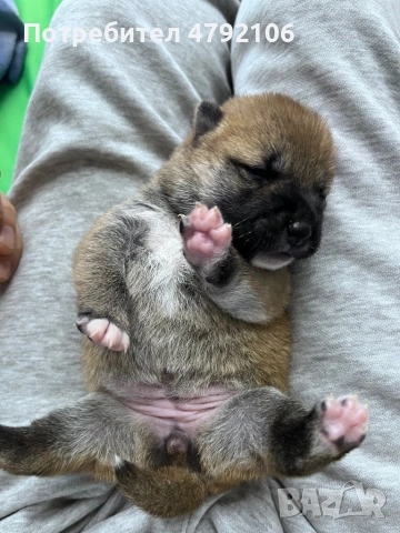 Шиба Ину Кученца, снимка 4 - Шиба ину - 54147199