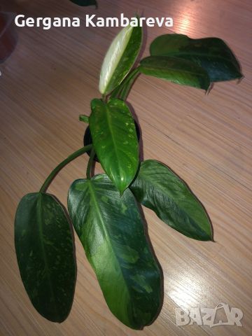 Philodendron Jose Buono , снимка 3 - Стайни растения - 45422461