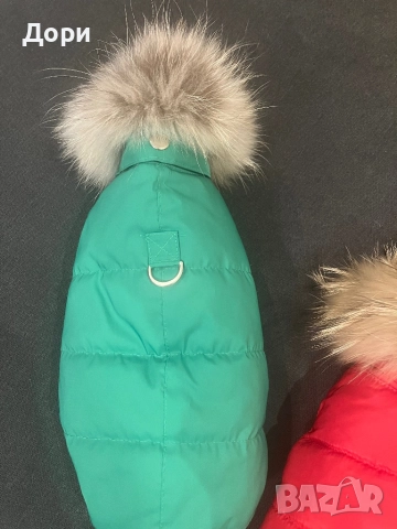 Кучешко якенце, снимка 3 - Пинчер - 52562007