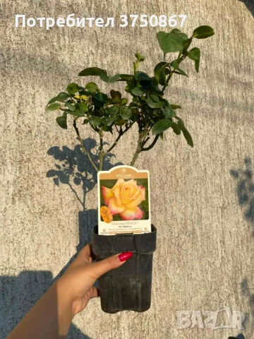 🌹 РОЗА 🌹 Oriental PEACE® Baipeace 🌹, снимка 5 - Градински цветя и растения - 51171382