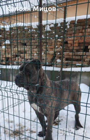 Женско кученце Кане Корсо , снимка 6 - Кане корсо - 53713101