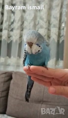 Ръчно хранен социален изложбен вълнист папагал   ръчно хранени, снимка 3 - Папагали - 42675098