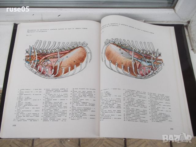 Книга"Атлас по топографска анатомия-II том-П .Попеско"-194с, снимка 9 - Специализирана литература - 45324637