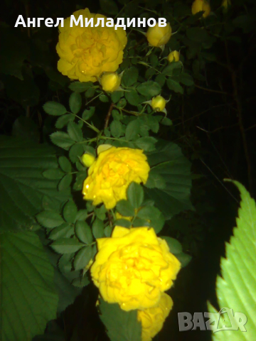 Жълт трендафил-катерлива роза, снимка 2 - Градински цветя и растения - 44948933