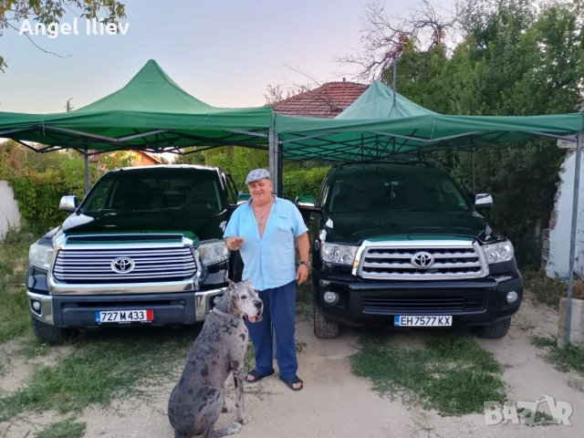 Немски дог - разплод, снимка 4 - Немски дог - 54052158