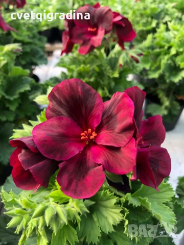 Pelargonium regale Бордо (тъмночервено)