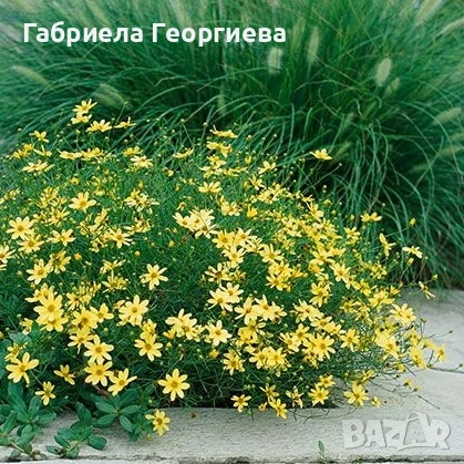 Кореопсис Загреб , снимка 2 - Градински цветя и растения - 54233165