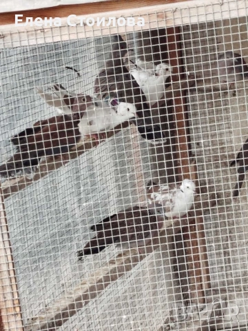 Гугутки и гълъби , снимка 7 - Гълъби - 53829038