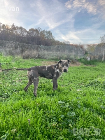 Женски питбул, снимка 4 - Питбул - 52172619