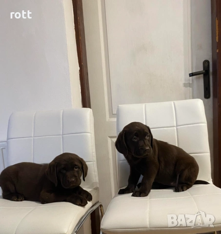 Шоколадови лабрадори, снимка 8 - Лабрадор ретривър - 54028240