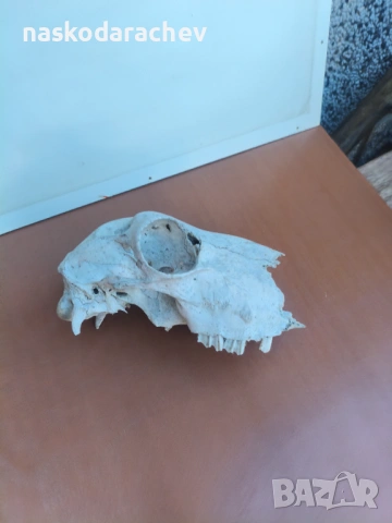 Череп за декорация, снимка 14 - Декорация за дома - 39432640