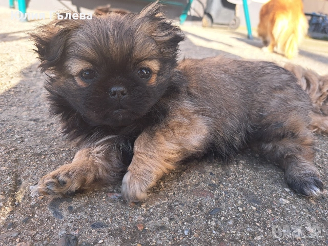 Кучета пекинези, снимка 6 - Пекинез - 53402956