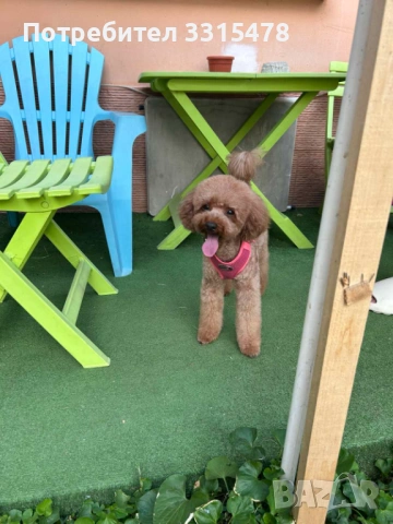 Той Пудели, снимка 5 - Пудели - 53807475