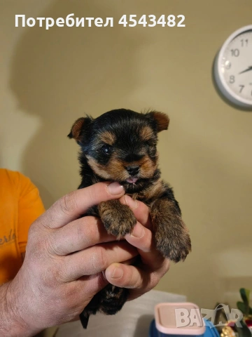 йоркширски териер , снимка 3 - Йоркширски териер - 53617839