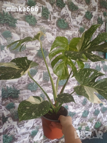МонстераThai, снимка 3 - Стайни растения - 53955561