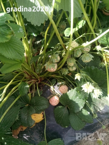 Бяла ягода - ананасова , снимка 13 - Стайни растения - 27205117