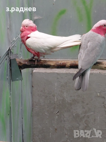 Двойка розаво какаду , снимка 4 - Папагали - 53504666