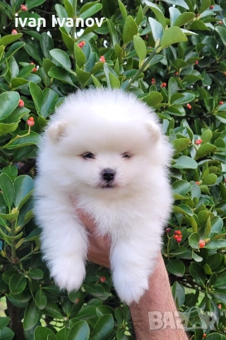 Померан-мини шпиц!!!, снимка 3 - Померан - 53060416