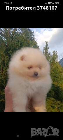 Померан/Померани , снимка 12 - Померан - 53999282